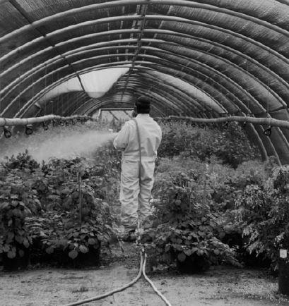 Farm worker watering plants.